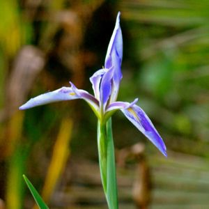 blue iris